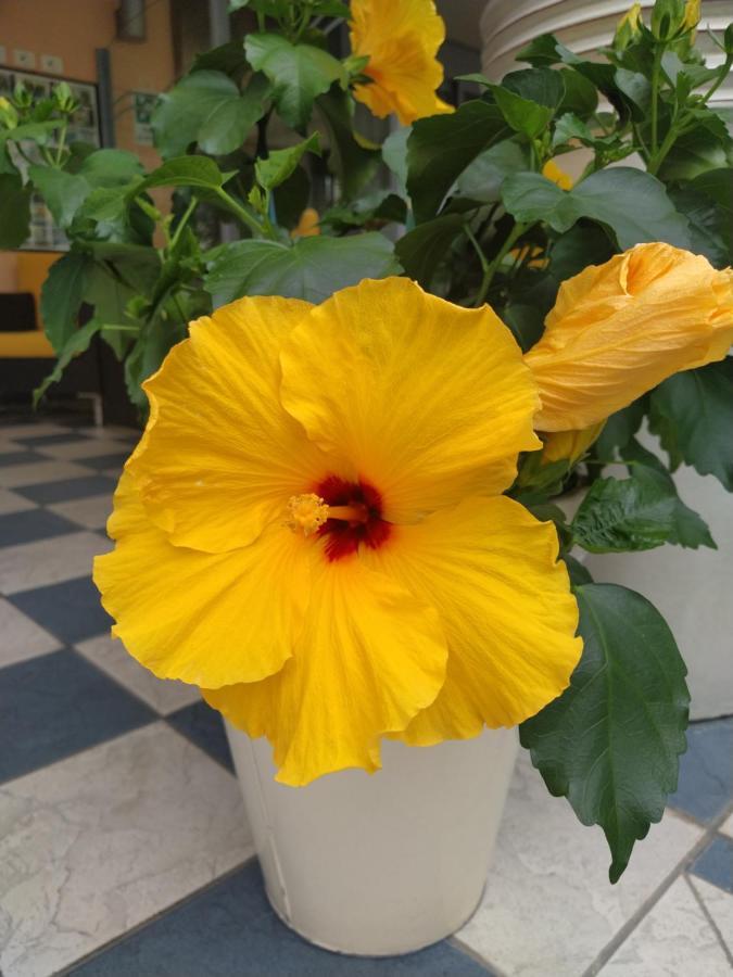 Hotel Venezia ริมินี ภายนอก รูปภาพ